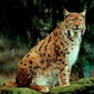 RogueLynx